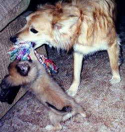 Stubby and Scooter playing