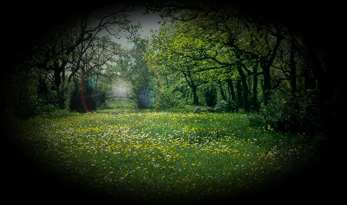 Wooded Meadow