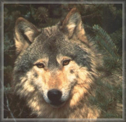 Wolf 1