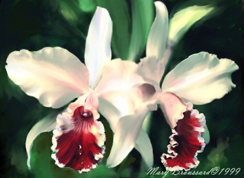 Ethel's Orchids