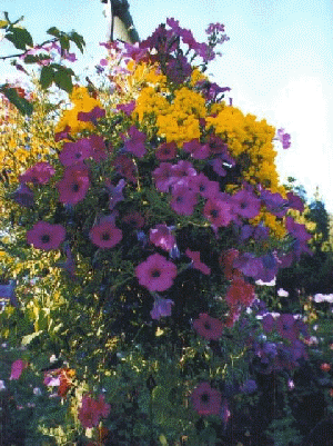 Butchart Gardens