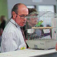 [ Judging American Parakeet ]