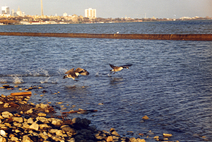 Geese Taking Off