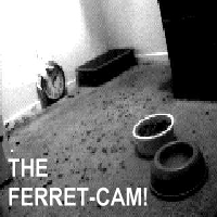 The Ferret-Cam!