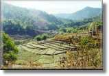 Rice paddies