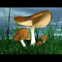 Mushroom