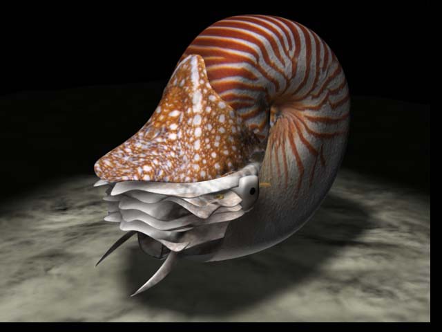 Nautilus