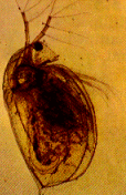 daphnia