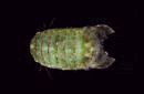 isopods