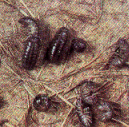 Pic. of pill bugs (a type of woodlice)