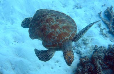 A turtle swims comfortably among the coral, despite its old injury - a large shark bite on one side