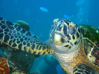 A close-up, straight-on shot of a turtle feeding on the coral