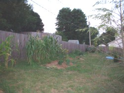 Backyard with North fence and corn