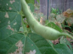 bean plant photo