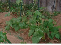 bean plants photo