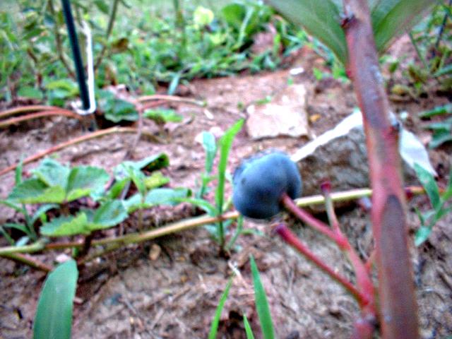 first blueberries on plant