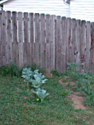 broccoli photo