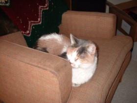 Lazy cat sleeping on pillow on chair