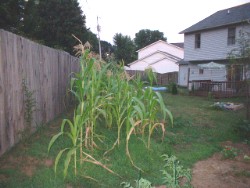 corn plants photo