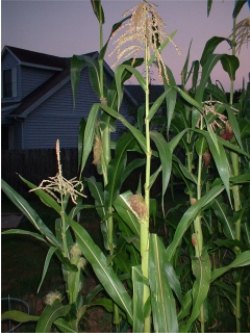 corn plant at dusk with flash