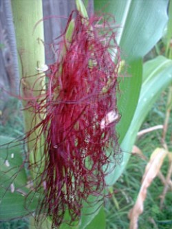 corn silk photo