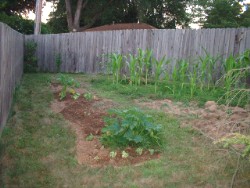 squash plant photo