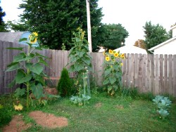 sunflowers photo