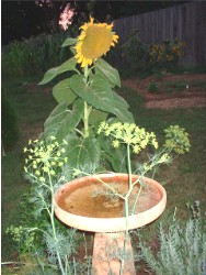 sunflower plants growing huge