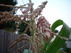 corn tassle photo