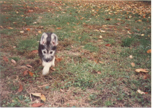 The Moose running to see Daddy