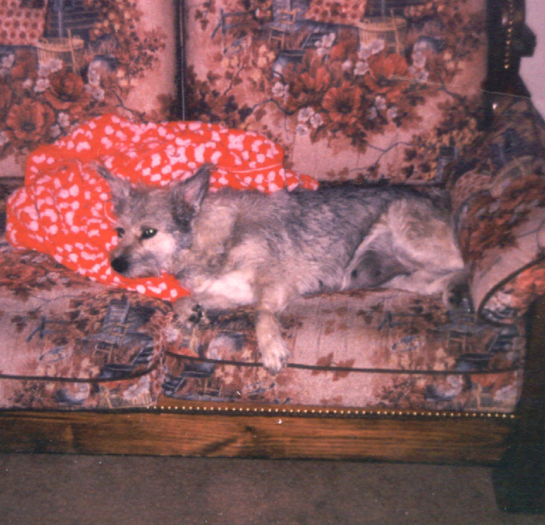 Sarah doin her favorite thing. Laying on aunt Tammies couch. 