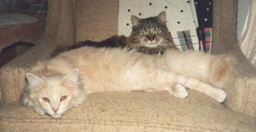 Murry (My Cat) laying in front of Kinzie (Cyndi's Cat)