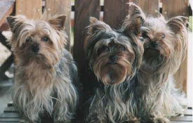 Yorkshire Terriers