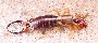 s_1_1_earwig01.jpg (2892 bytes)