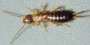 s_1z8earwig1.jpg (1134 bytes)