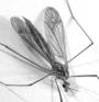 s_1z9CraneFly.jpg (1935 bytes)