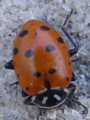 s_u2_ladybeetle1.jpg (2478 bytes)