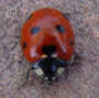 s_u2_ladybird2.jpg (2266 bytes)