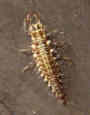 s_u3_larva2.jpg (1587 bytes)