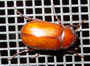 s_u4_june_bug.jpg (2531 bytes)