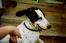 Biskit the Walker Hound flys away!