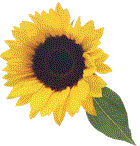 sunflower.gif (5889 bytes)