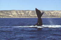 Ballena