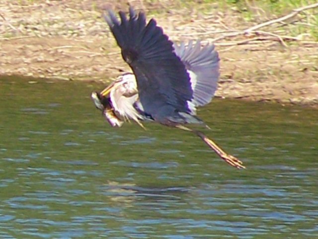 Great Blue heron on Lake Delta, June 25, 07