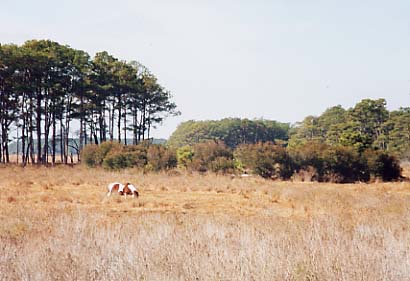 Assateague Island - First Wild Pony