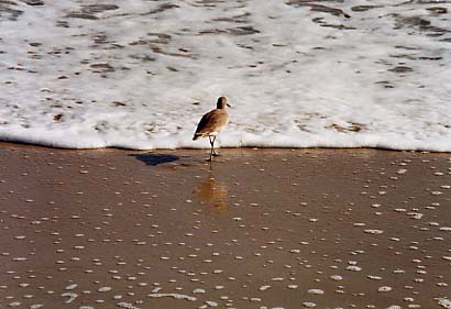 Assateague Island - Sanderling