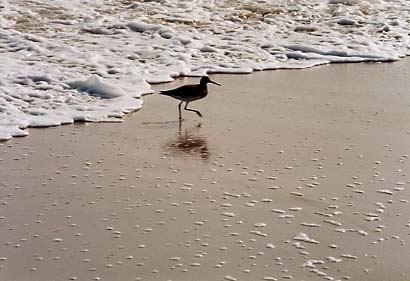 Assateague Island - Sanderling