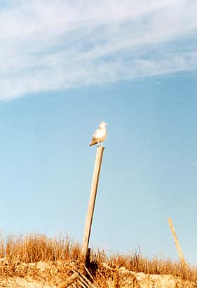 Assateague Island - Lifeguard on Duty