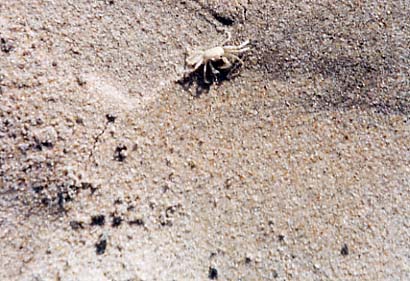 Assateague Island - Mr. Crab