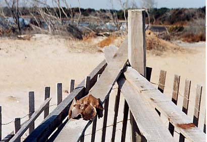 Assateague Island - Once a Horseshoe Crab